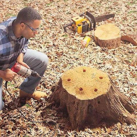 Как ускорить гниение древесины-10