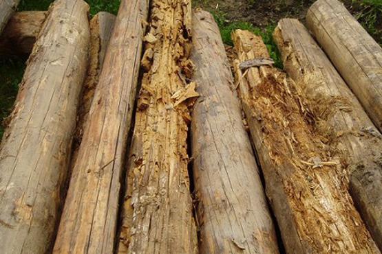 Защита деревянных конструкций от процесса гниения