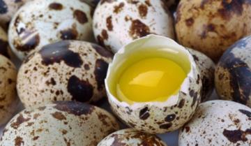 Вред перепелиных яиц-4
