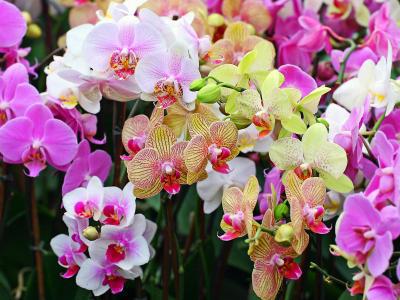 Домашняя орхидея: уход в домашних условиях-1