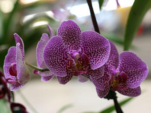 Цветение орхидей-7