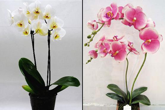 Домашняя орхидея: уход в домашних условиях