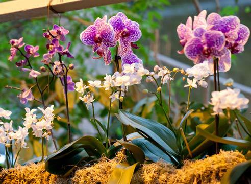 Как правильно освещать орхидею-5