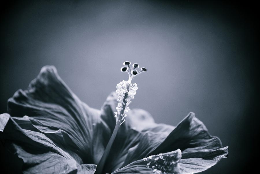Гибискус - цветок смерти-2