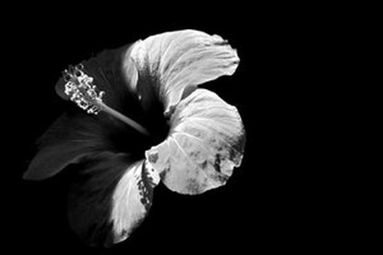 Почему гибискус считают цветком смерти