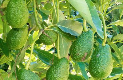 Полезные свойства авокадо-1